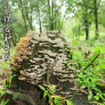 上一个商品图像