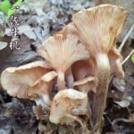 上一个商品图像
