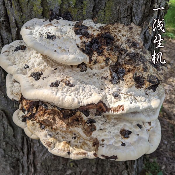 商品图像