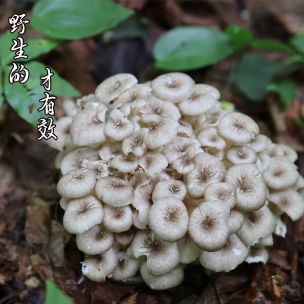商品图像