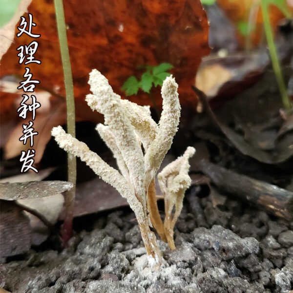 商品图像