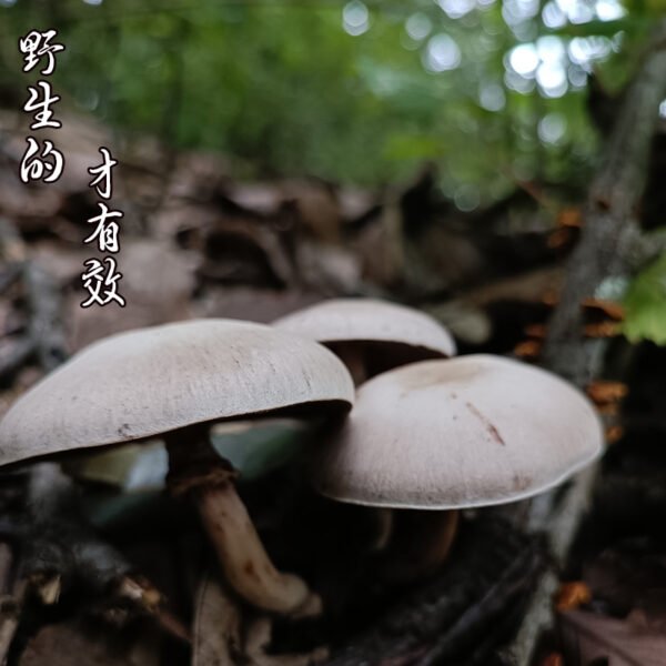 商品图像
