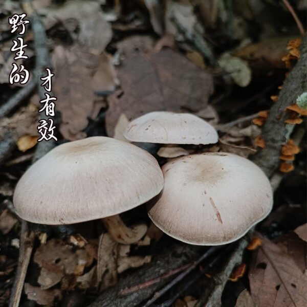 商品图像