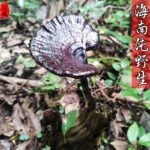 下一个商品图像