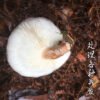 商品图像