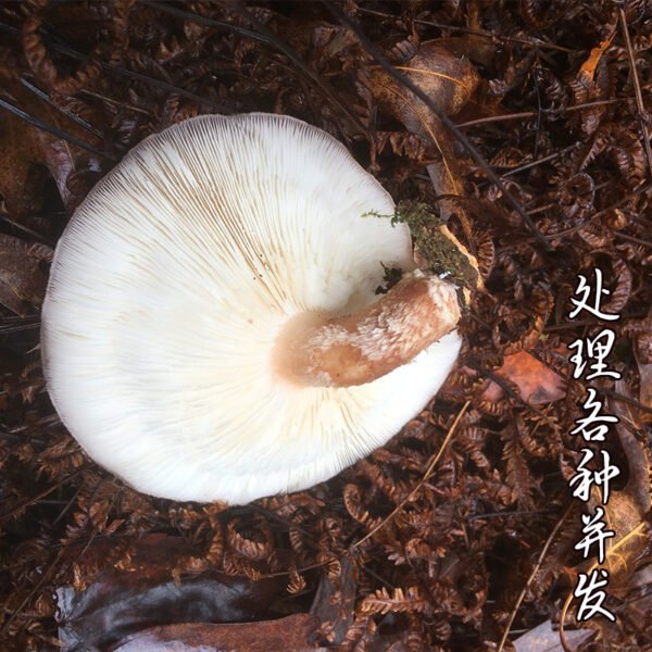 商品图像