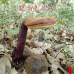 上一个商品图像