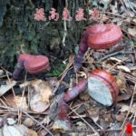 上一个商品图像