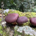 上一个商品图像