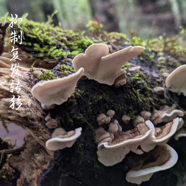 商品图像