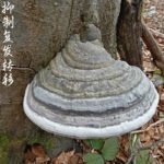 下一个商品图像