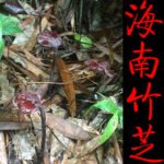 下一个商品图像