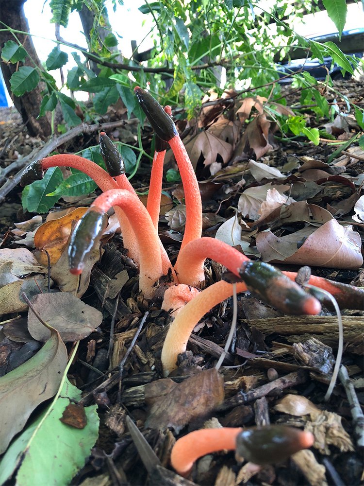 红鬼笔 – 芝缘