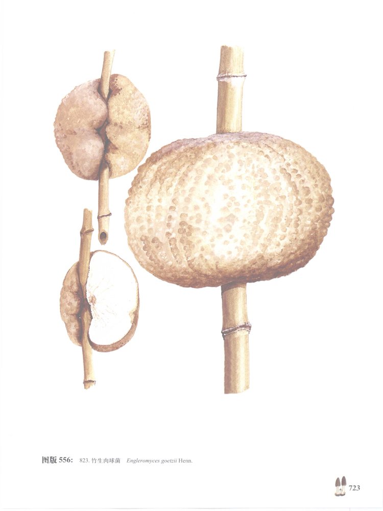 肉球菌 – 芝缘