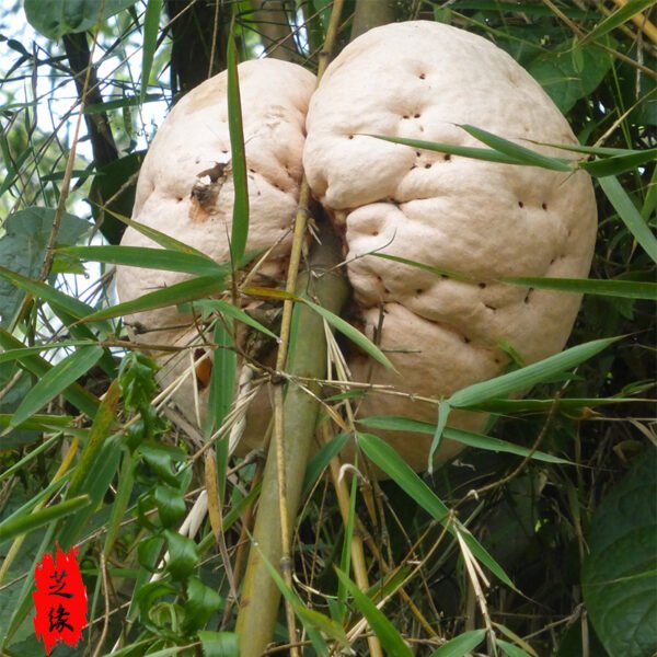 肉球菌 – 芝缘