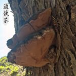 上一个商品图像