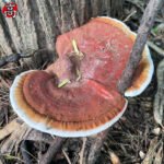 上一个商品图像