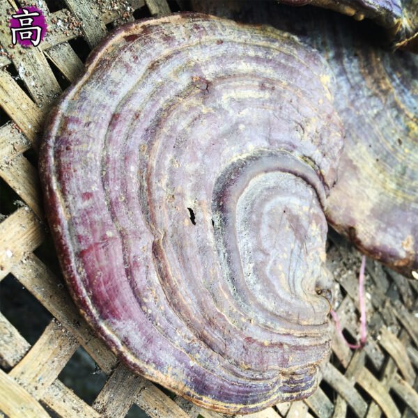 高血压（1）