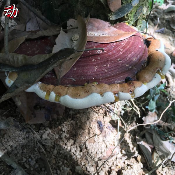 动脉粥样硬化