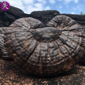 失眠3