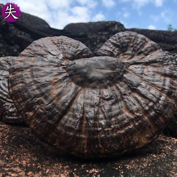 失眠1