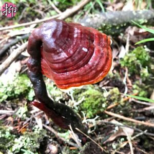 商品图像