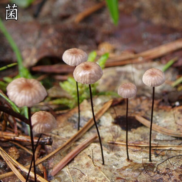商品图像