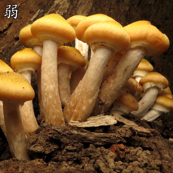 商品图像