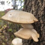 下一个商品图像