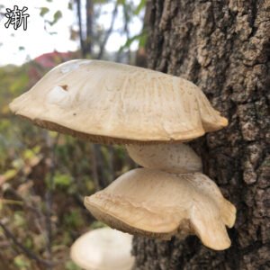 渐冻症
