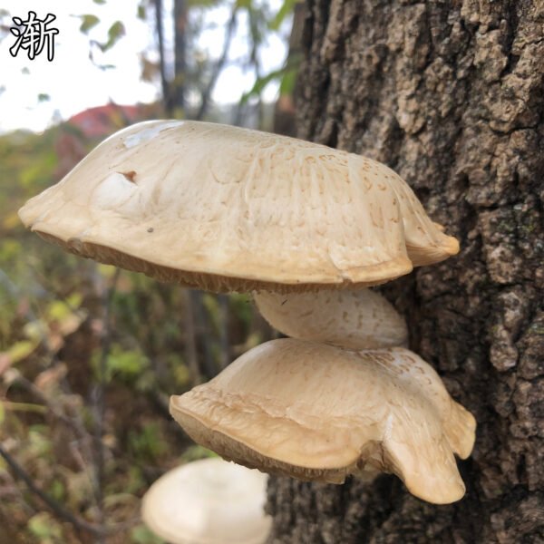 渐冻症