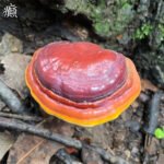 下一个商品图像