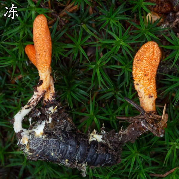 商品图像