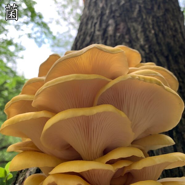 商品图像